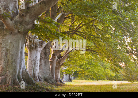 Le Beech avenue à Kingston Lacy dans le Dorset. Banque D'Images