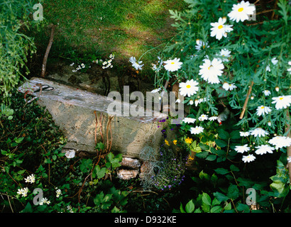 Ivy et oxeye daisys dans un jardin, la Suède. Banque D'Images