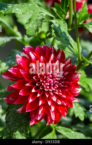 Belle fleur de chrysanthème rouge dans le jardin Banque D'Images