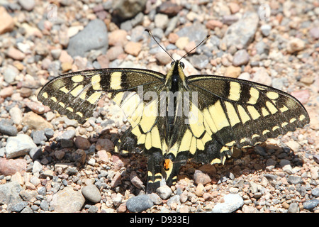 Machaon jaune endommagé (Papilio machaon) posant sur une terre Banque D'Images