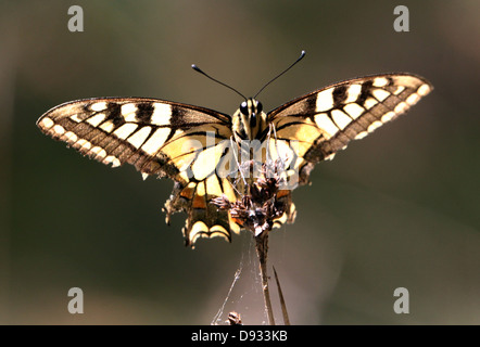Old World ou jaune Papilio machaon) posant sur une fleur Banque D'Images