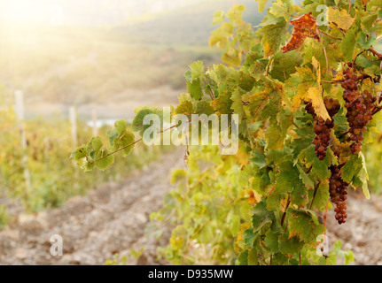 Tas de raisins Muscat vert sur l'heure du coucher du soleil à vigne Banque D'Images