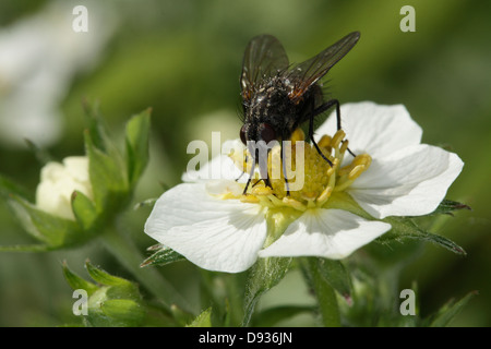 Une mouche sur une fleur de fraisier des bois, la Suède. Banque D'Images