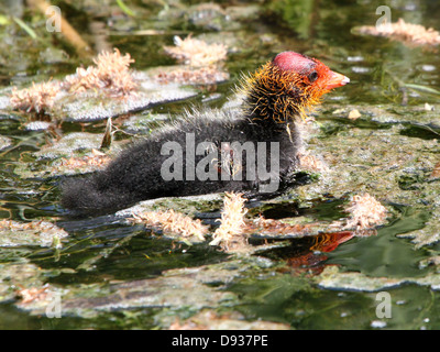 Close-up détaillé des jeunes foulques eurasien (Fulica atra) natation et être nourris par leurs parents (50 images en série) Banque D'Images