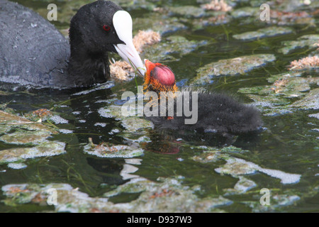 Close-up détaillé des jeunes foulques eurasien (Fulica atra) natation et être nourris par leurs parents (50 images en série) Banque D'Images