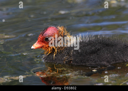 Bébé Foulque macroule (Fulica atra) Nager à proximité Banque D'Images