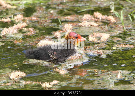 Close-up détaillé des jeunes foulques eurasien (Fulica atra) natation et être nourris par leurs parents (50 images en série) Banque D'Images