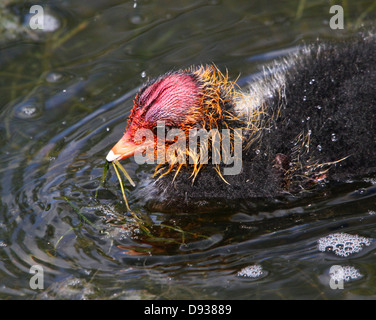 Bébé Foulque macroule (Fulica atra) Nager à proximité Banque D'Images