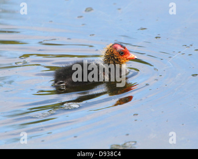 Close-up détaillé des jeunes foulques eurasien (Fulica atra) natation et être nourris par leurs parents (50 images en série) Banque D'Images