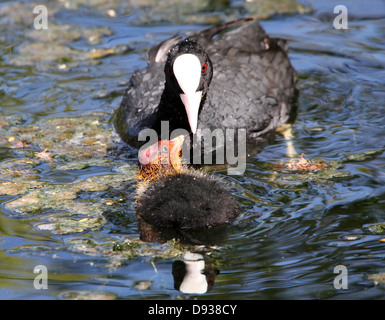 Close-up détaillé des jeunes foulques eurasien (Fulica atra) natation et être nourris par leurs parents (50 images en série) Banque D'Images