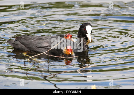 Close-up détaillé des jeunes foulques eurasien (Fulica atra) natation et être nourris par leurs parents (50 images en série) Banque D'Images