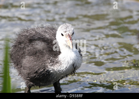 Close-up détaillé des jeunes foulques eurasien (Fulica atra) natation et être nourris par leurs parents (50 images en série) Banque D'Images