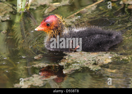 Bébé Foulque macroule (Fulica atra) Nager à proximité Banque D'Images