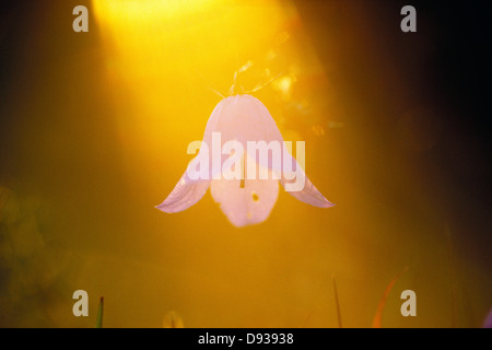 Une campanule, close-up. Banque D'Images