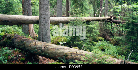 Forêt d'arbres coupés Banque D'Images
