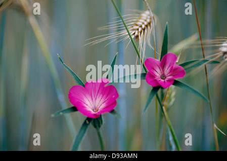 Fleurs roses sur plant, close-up Banque D'Images