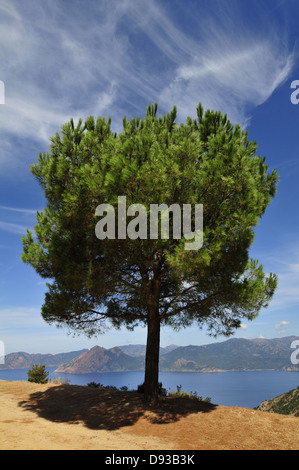 Pine dans le Golfe de Porto, Les Deux-Sevi, Corse-du-Sud, Corse, France Banque D'Images