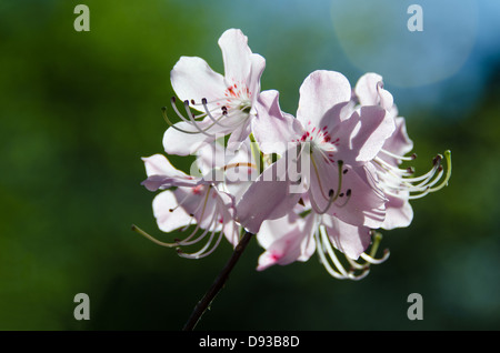 Un rose pâle (Rhododendron schlippenbachii Azalea Royal) contre un fond vert sombre. Banque D'Images