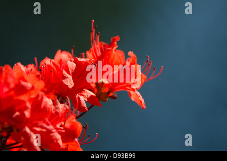Fleurs d'azalée orange sur un fond noir. Banque D'Images