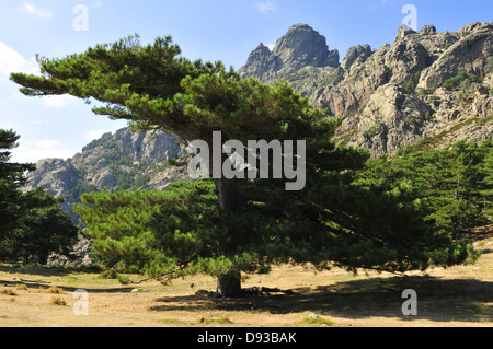 Pin de Corse, Pinus nigra laricio, Col de Bavella, Région de l'Alta Rocca, Corse-du-Sud, Corse, France Banque D'Images