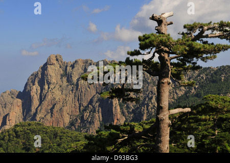 Pin de Corse, Pinus nigra laricio, Col de Bavella, Région de l'Alta Rocca, Corse-du-Sud, Corse, France Banque D'Images