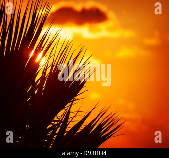 Feuilles de palmier d'ossature sur le magnifique coucher du soleil orange, fond abstract floral frontière, la nature tropicale, l'île exotique Banque D'Images