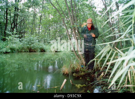 Une femme de l'écrevisse de pêche dans une petite rivière, la Suède. Banque D'Images