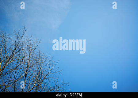 Ciel clair ensoleillé jour hivers avec des branches d'arbre Banque D'Images