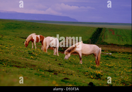 Les chevaux brouter sur de riches prairies Banque D'Images