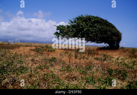 Tree se pencha sur wind farm Banque D'Images