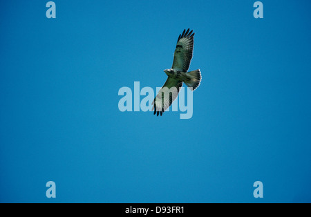 Buse variable flying in sky Banque D'Images