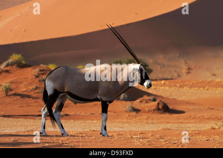 Gemsbok (Oryx), et des dunes de sable, Namib-Naukluft National Park, Namibie, Afrique Banque D'Images