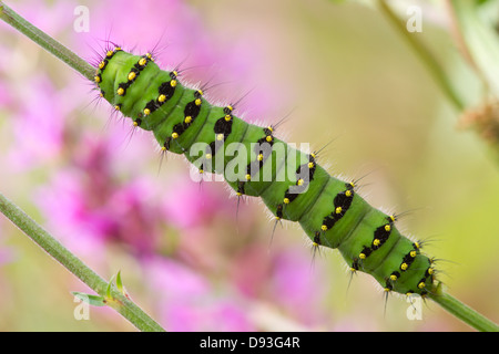 Saturnia pavonia (empereur) Caterpillar Banque D'Images