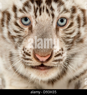 Close-up of White Tiger Cub, Panthera tigris tigris, 2 mois, full frame Banque D'Images