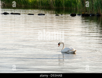 Swan dans l'eau Banque D'Images
