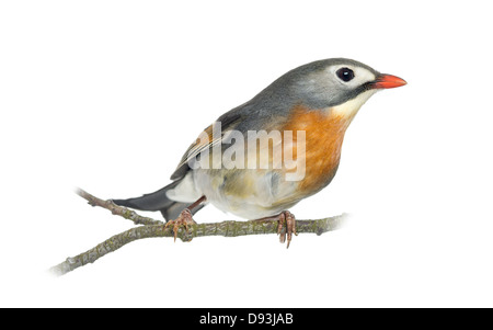 Red-billed Leiothrix, Leiothrix lutea, perché sur une branche à l'arrière-plan blanc Banque D'Images