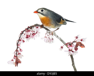 Red-billed Leiothrix, Leiothrix lutea, perché sur une branche à l'arrière-plan blanc Banque D'Images