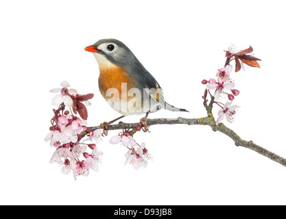 Red-billed Leiothrix, Leiothrix lutea, perché sur une branche à l'arrière-plan blanc Banque D'Images