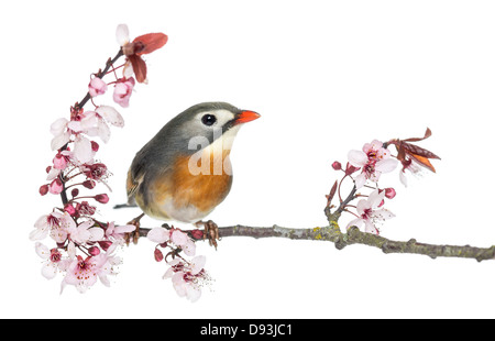 Red-billed Leiothrix, Leiothrix lutea, perché sur une branche à l'arrière-plan blanc Banque D'Images