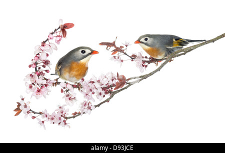 Deux rouges-billed Leiothrix, Leiothrix lutea, perché sur une branche à l'arrière-plan blanc Banque D'Images