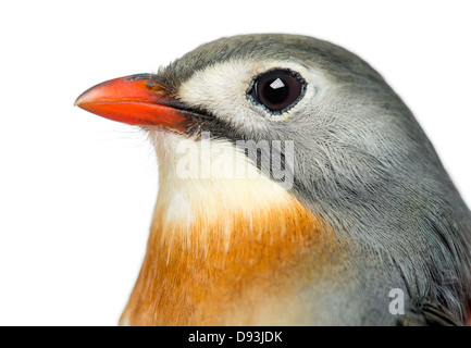 Close-up of Red-billed Leiothrix, Leiothrix lutea, against white background Banque D'Images
