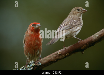 Voir d'oiseaux perching on tree branch Banque D'Images
