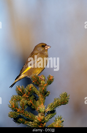 Vue sur green finch perching on tree Banque D'Images