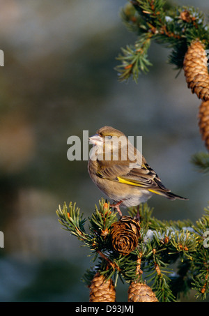 Green finch se percher sur le pin Banque D'Images