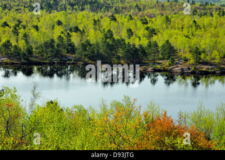 Des feuillus avec feuillage émergent sur la rive d'un petit lac avec des pins Grand Sudbury Ontario Canada Banque D'Images