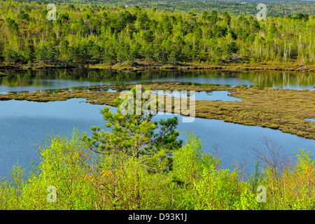 Des feuillus avec feuillage émergent sur la rive d'un petit lac avec des pins Grand Sudbury Ontario Canada Banque D'Images