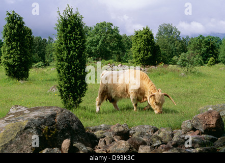 Highland cattle grazing in field Banque D'Images