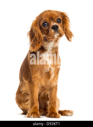 Cavalier King Charles Spaniel puppy, âgé de 5 mois, contre fond blanc Banque D'Images