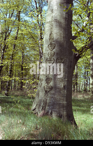 Cœur taillé dans un arbre. Banque D'Images