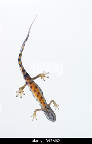 Smooth newt on white background, close-up Banque D'Images